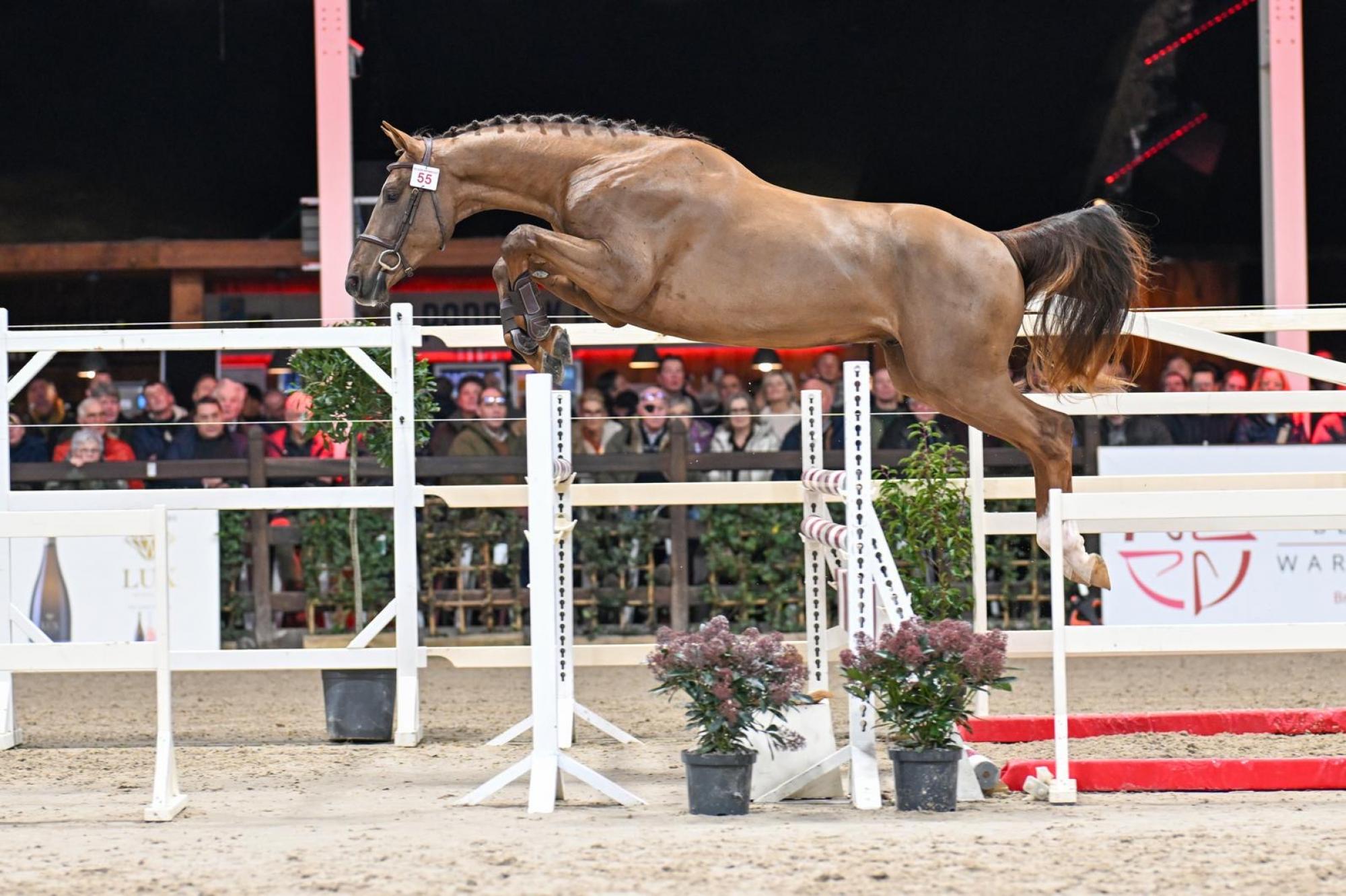 Stal Bruynseels/ NB Stallions Welcomes Promising New Stallion: Wodka vd Bisschop