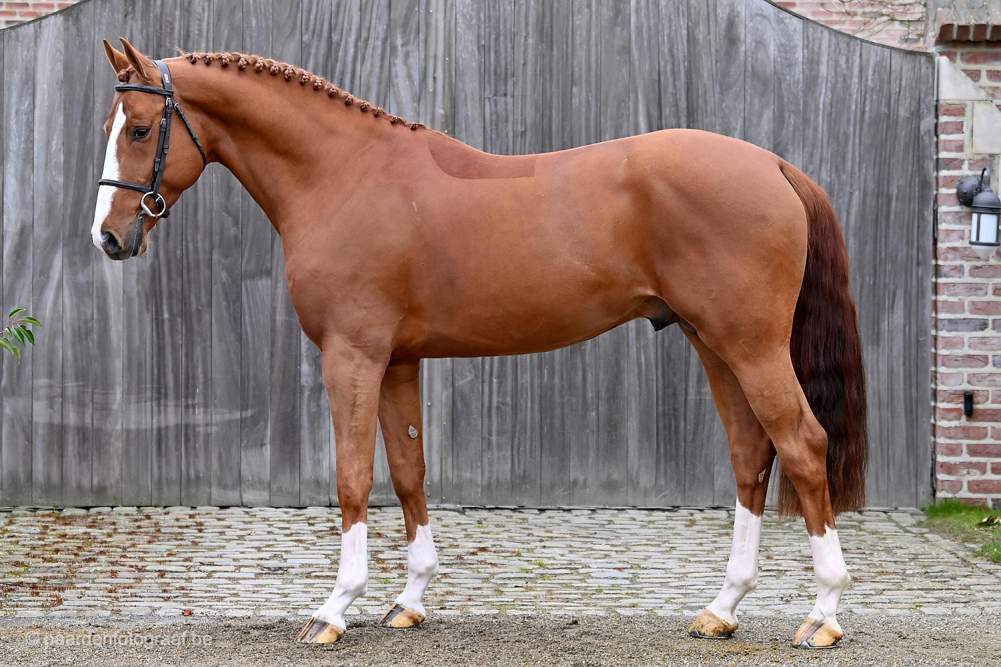 Royal Red Staand