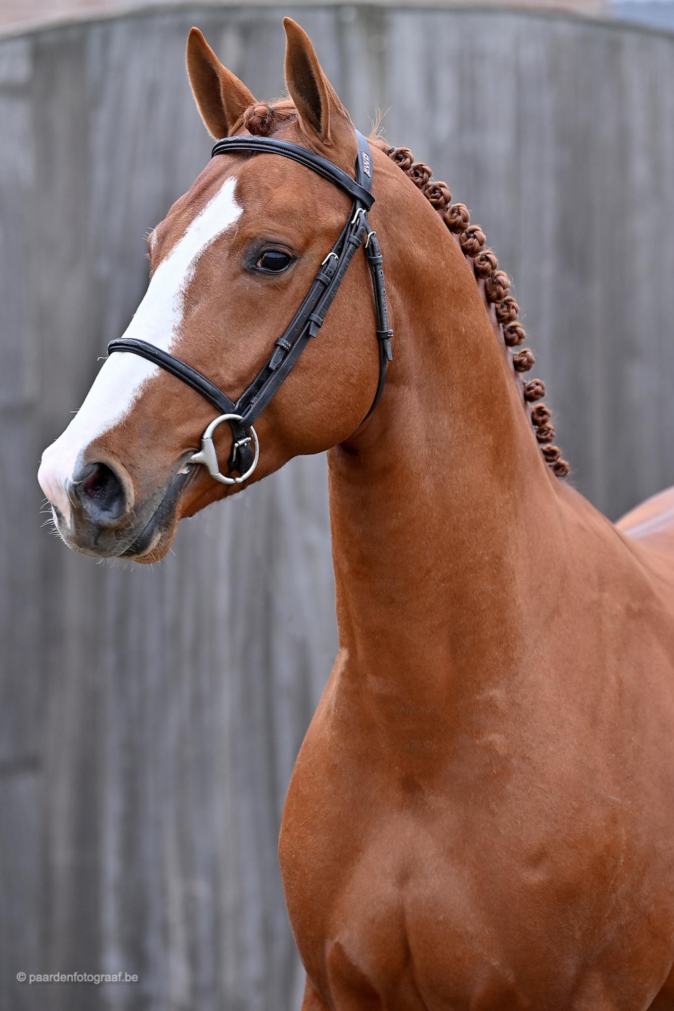 Royal Red van het Lindenhof